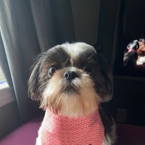 Meet your Posher, Anissa